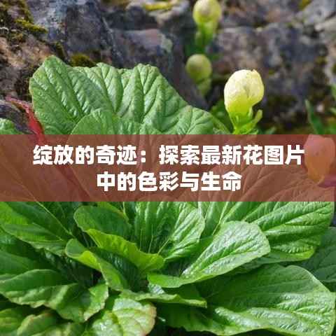 绽放的奇迹：探索最新花图片中的色彩与生命