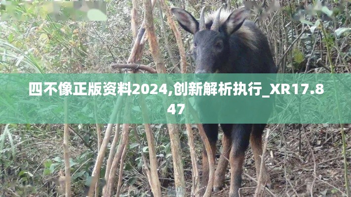 四不像正版资料2024,创新解析执行_XR17.847