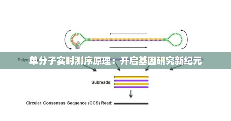 单分子实时测序原理：开启基因研究新纪元
