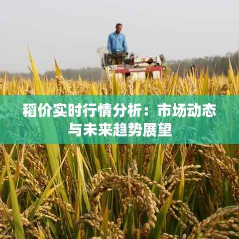 稻价实时行情分析：市场动态与未来趋势展望