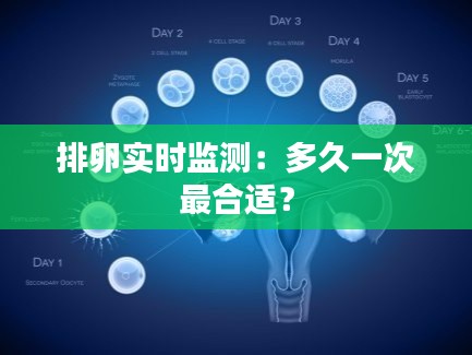排卵实时监测：多久一次最合适？