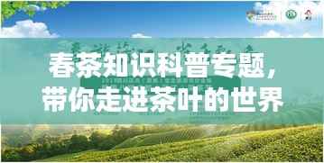 春茶知识科普专题，带你走进茶叶的世界