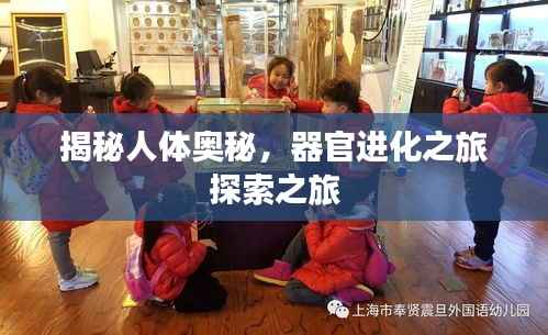 揭秘人体奥秘，器官进化之旅探索之旅