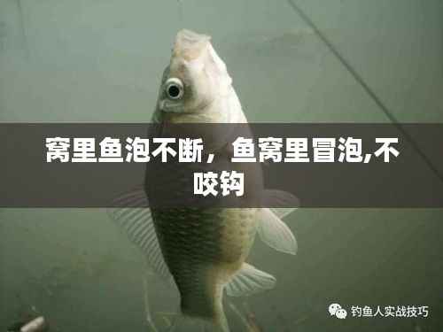 窝里鱼泡不断，鱼窝里冒泡,不咬钩 