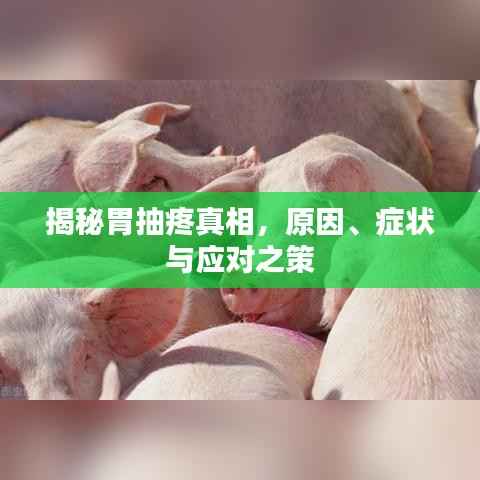 揭秘胃抽疼真相，原因、症状与应对之策