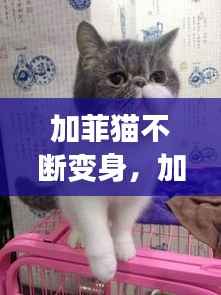 加菲猫不断变身，加菲猫变小 