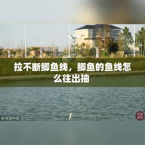 拉不断鲫鱼线，鲫鱼的鱼线怎么往出抽 