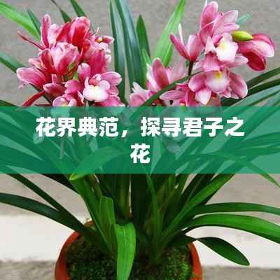 花界典范，探寻君子之花