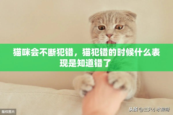 猫咪会不断犯错，猫犯错的时候什么表现是知道错了 