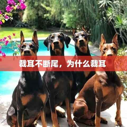 裁耳不断尾，为什么裁耳 