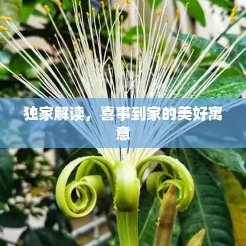 独家解读，喜事到家的美好寓意