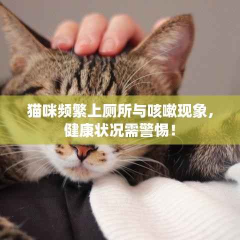 猫咪频繁上厕所与咳嗽现象，健康状况需警惕！