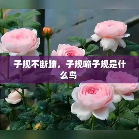 子规不断蹄，子规啼子规是什么鸟 