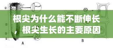 根尖为什么能不断伸长，根尖生长的主要原因 