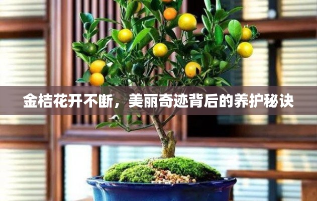 金桔花开不断，美丽奇迹背后的养护秘诀