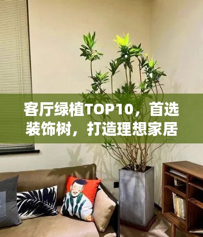 客厅绿植TOP10，首选装饰树，打造理想家居氛围