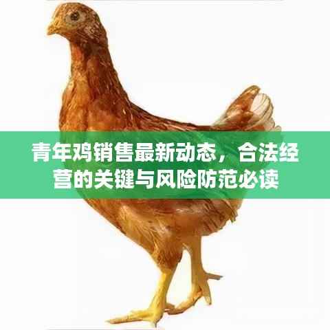 青年鸡销售最新动态，合法经营的关键与风险防范必读