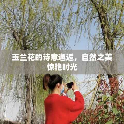 玉兰花的诗意邂逅，自然之美惊艳时光