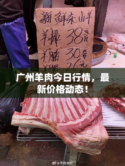 广州羊肉今日行情，最新价格动态！