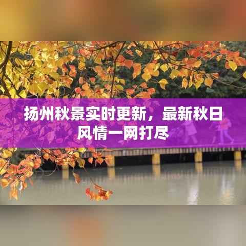 扬州秋景实时更新,最新秋日风情一网打尽