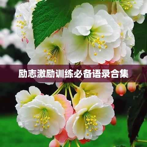 励志激励训练必备语录合集