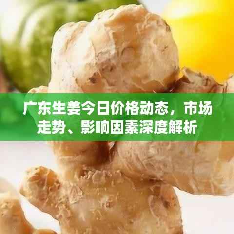 广东生姜今日价格动态，市场走势、影响因素深度解析
