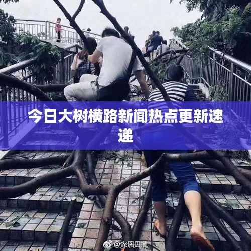 今日大树横路新闻热点更新速递