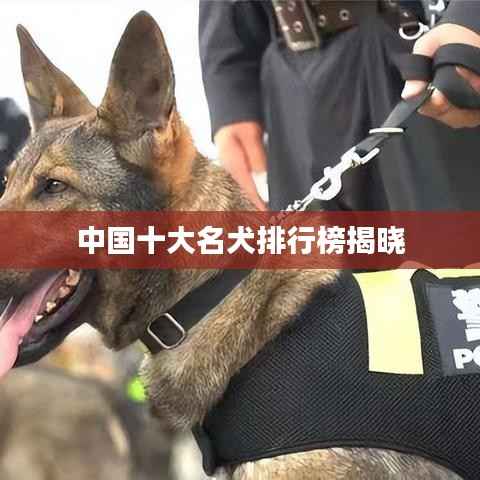 中国十大名犬排行榜揭晓
