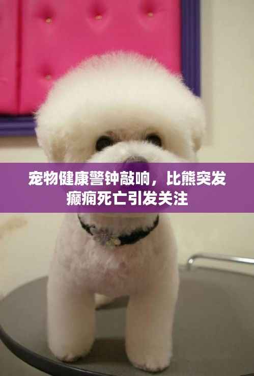 宠物健康警钟敲响，比熊突发癫痫死亡引发关注