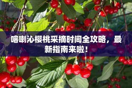 喀喇沁樱桃采摘时间全攻略，最新指南来啦！