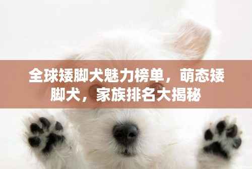 全球矮脚犬魅力榜单，萌态矮脚犬，家族排名大揭秘