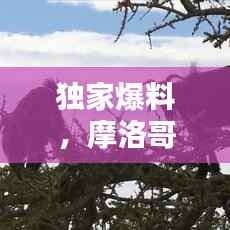 独家爆料，摩洛哥最新动态今日揭晓！