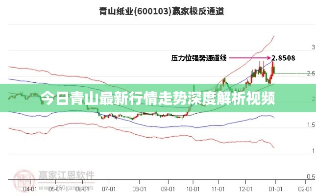 今日青山最新行情走势深度解析视频