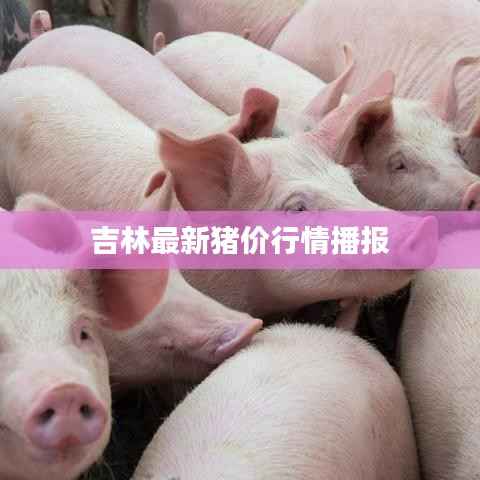 吉林最新猪价行情播报