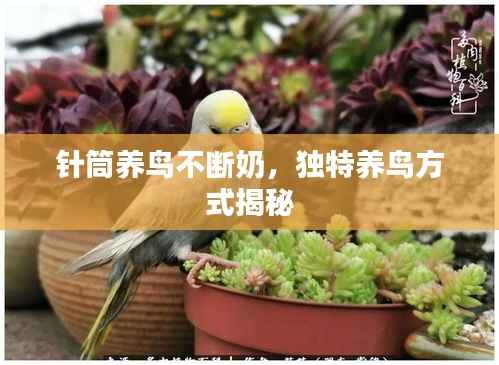 针筒养鸟不断奶，独特养鸟方式揭秘