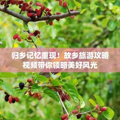 归乡记忆重现！故乡旅游攻略视频带你领略美好风光