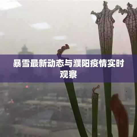 暴雪最新动态与濮阳疫情实时观察
