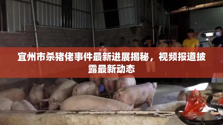 宜州市杀猪佬事件最新进展揭秘，视频报道披露最新动态