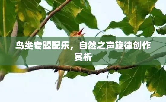 鸟类专题配乐，自然之声旋律创作赏析
