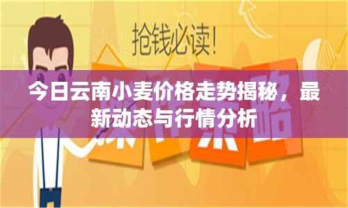 今日云南小麦价格走势揭秘，最新动态与行情分析