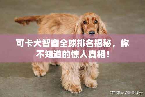 可卡犬智商全球排名揭秘，你不知道的惊人真相！