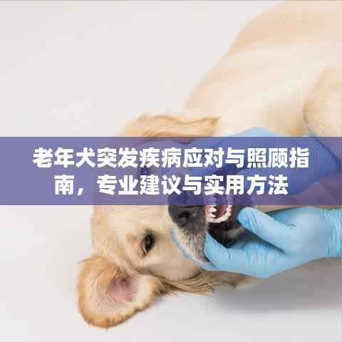 老年犬突发疾病应对与照顾指南，专业建议与实用方法