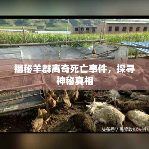 破马张飞 第4页