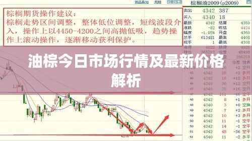 油棕今日市场行情及最新价格解析