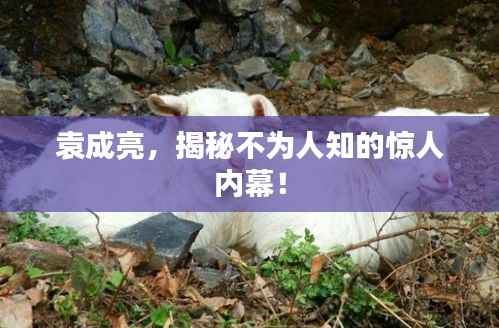 袁成亮，揭秘不为人知的惊人内幕！