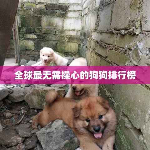 全球最无需操心的狗狗排行榜