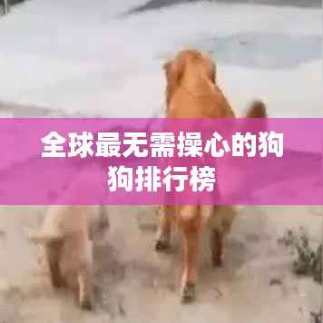 全球最无需操心的狗狗排行榜