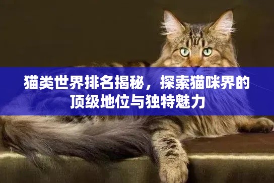 猫类世界排名揭秘，探索猫咪界的顶级地位与独特魅力