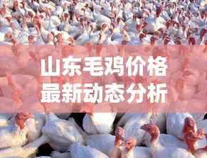山东毛鸡价格最新动态分析，今日行情走势揭秘！