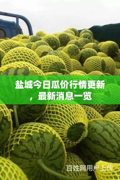 盐城今日瓜价行情更新，最新消息一览